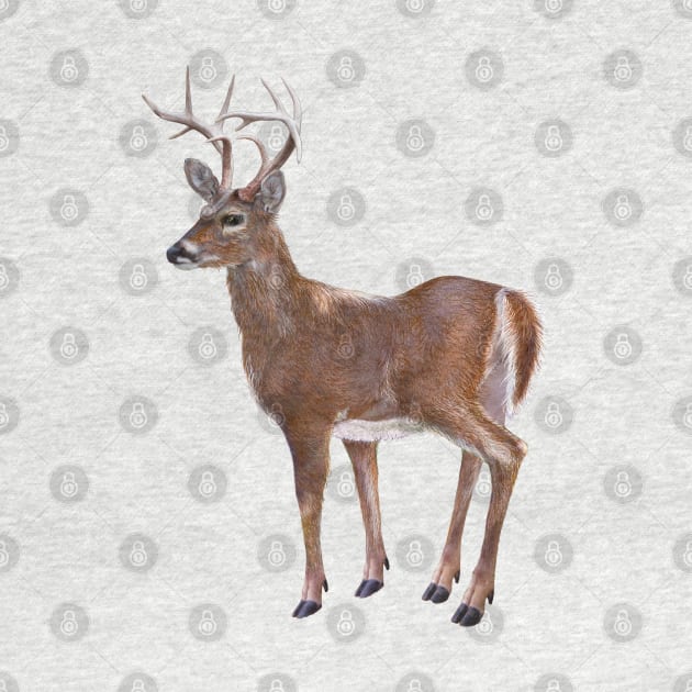 Whitetail Deer Buck by Dual Rogue